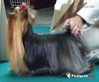  LIMELIGHT DE MAJODIAN &mdash; Labaza DogPedigree YorkshireTerrier